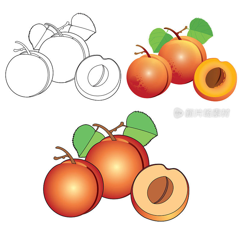Apricot coloring book